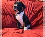 Puppy Hades Catahoula Leopard Dog-German Shorthaired Pointer Mix