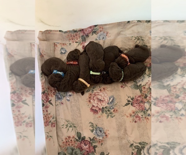 Medium Photo #10 Labradoodle Puppy For Sale in DEEPWATER, MO, USA