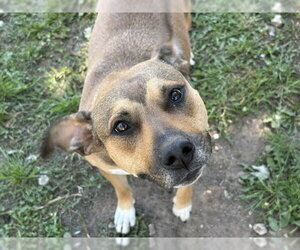 Mutt Dogs for adoption in Tulsa, OK, USA