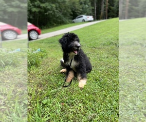 Aussiedoodle Puppy for Sale in MORGANTON, North Carolina USA