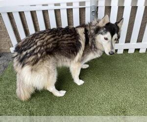 Siberian Husky-Unknown Mix Dogs for adoption in Modesto, CA, USA