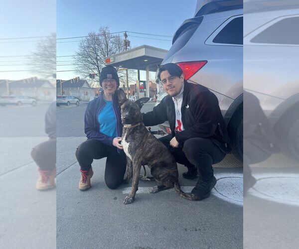 Medium Photo #4 American Pit Bull Terrier-German Shepherd Dog Mix Puppy For Sale in Utica, NY, USA