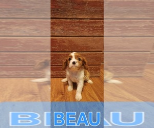 Cavalier King Charles Spaniel Puppy for sale in WAUKON, IA, USA