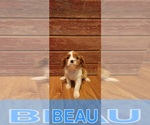 Small Cavalier King Charles Spaniel