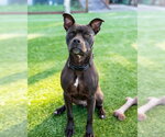 Small Photo #4 Staffordshire Bull Terrier-Unknown Mix Puppy For Sale in oakland, FL, USA