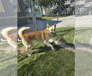 German Shepherd Dog Dogs for adoption in Riverside, CA, USA