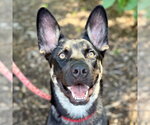 Small #6 Australian Kelpie-German Shepherd Dog Mix