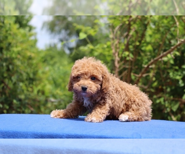 Medium Photo #2 Poodle (Toy) Puppy For Sale in DYERSBURG, TN, USA
