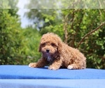 Small #1 Poodle (Toy)