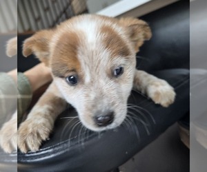 Australian Cattle Dog Puppy for sale in PUYALLUP, WA, USA