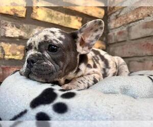 French Bulldog Puppy for Sale in METUCHEN, New Jersey USA