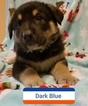 Small Photo #1 German Shepherd Dog Puppy For Sale in MADISON, FL, USA