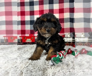 Aussiedoodle Miniature Puppy for sale in GREENWOOD, IN, USA