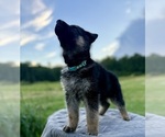 Small Photo #4 German Shepherd Dog Puppy For Sale in SUMPTER TWP, MI, USA