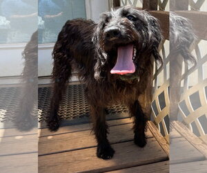 Miley May 26 - Female Miniature Labradoodle Dog for Adoption - Photo #2
