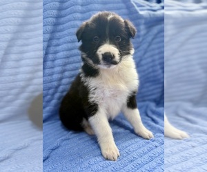Border Collie Puppy for sale in FAIR HAVEN, MI, USA