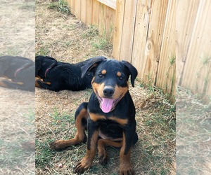 Rottweiler Puppy for sale in CONROE, TX, USA