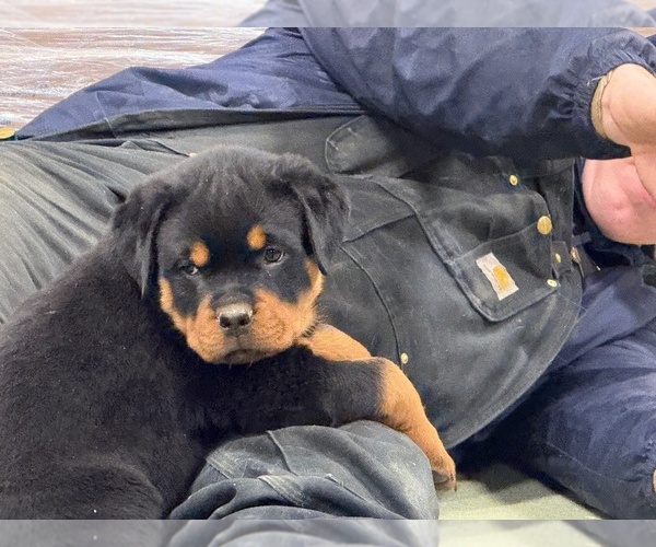 Medium Photo #1 Rottweiler Puppy For Sale in INDIAN RIVER, MI, USA
