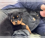 Small Rottweiler