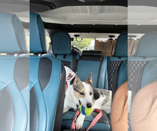 Medium Photo #3 Australian Shepherd-German Shepherd Dog Mix Puppy For Sale in Peralta, NM, USA