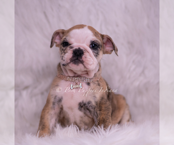 Medium Photo #8 Bulldog Puppy For Sale in WARSAW, IN, USA