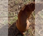 Small Photo #56 Rhodesian Ridgeback Puppy For Sale in KELLER, TX, USA