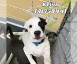 Small American Pit Bull Terrier Mix