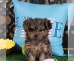 Small #2 Yorkipoo