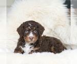 Small #2 Bernedoodle