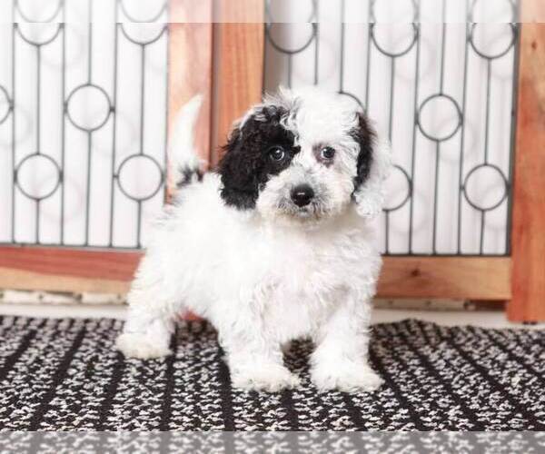Medium Photo #1 Maltipoo Puppy For Sale in NAPLES, FL, USA