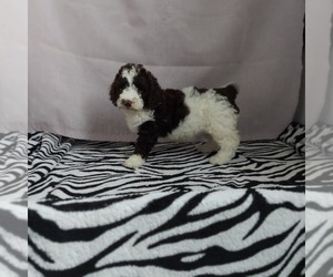 Goldendoodle (Miniature) Puppy for sale in FRYTOWN, IA, USA