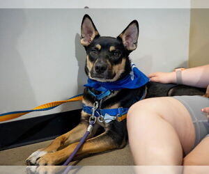 German Shepherd Dog-Huskies Mix Dogs for adoption in Princeton, MN, USA