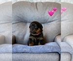 Small Photo #36 Rottweiler Puppy For Sale in NAPA, CA, USA