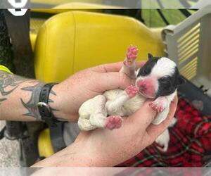 American Pit Bull Terrier Dogs for adoption in Houston, TX, USA