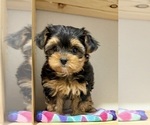 Small #10 Morkie