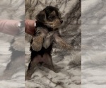 Small #5 Yorkshire Terrier