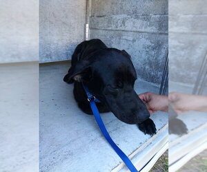 Labrador Retriever Dogs for adoption in Fort Lauderdale, FL, USA