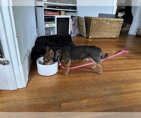 Medium Photo #2 Mutt Puppy For Sale in Springdale, PA, USA