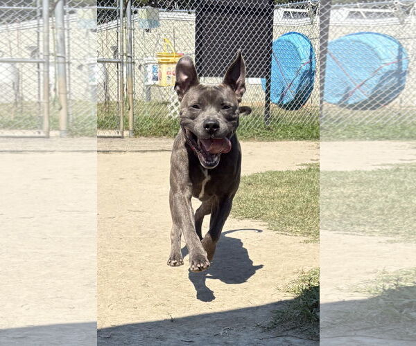 Medium Photo #3 Staffordshire Bull Terrier-Unknown Mix Puppy For Sale in Virginia Beach, VA, USA