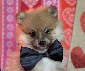 Pomeranian Puppy for sale in LANCASTER, PA, USA