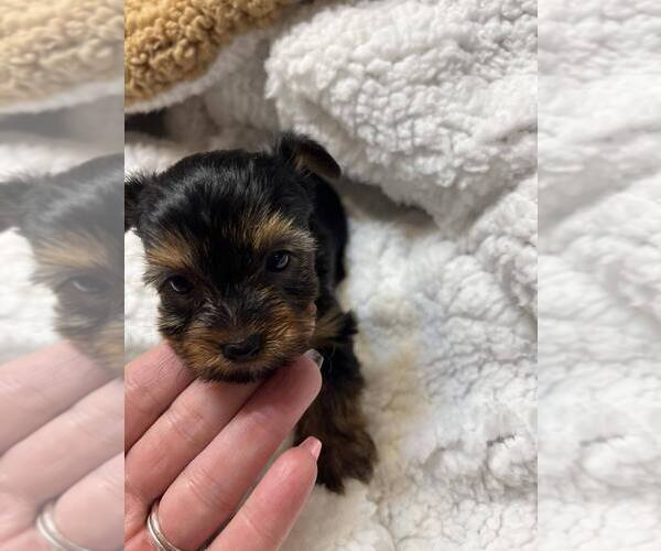 Medium Photo #1 Yorkshire Terrier Puppy For Sale in CUMBERLAND COLLEGE, KY, USA