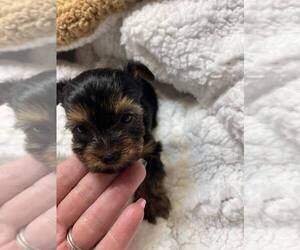 Yorkshire Terrier Puppy for sale in CUMBERLAND COLLEGE, KY, USA