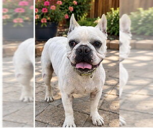 French Bulldog Dogs for adoption in Apple Valley, CA, USA