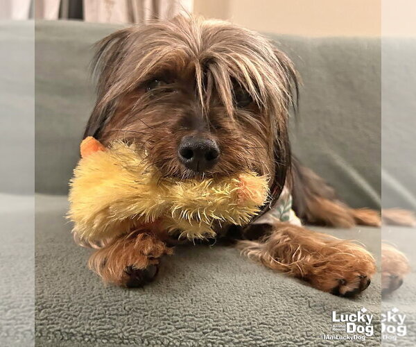 Medium Photo #3 Mutt Puppy For Sale in Washington, DC, USA