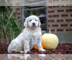 Puppy Fergus English Cream Golden Retriever