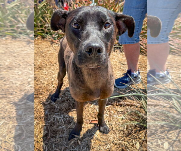 Medium Photo #3 Labrador Retriever-Unknown Mix Puppy For Sale in San Diego, CA, USA