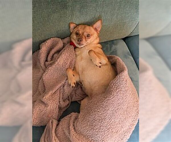 Medium Photo #4 Chihuahua Puppy For Sale in Dana Point, CA, USA