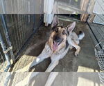 Small #44 German Shepherd Dog