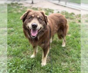 Australian Shepherd Dogs for adoption in Modesto, CA, USA