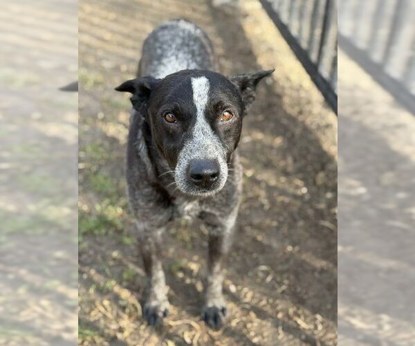 Medium Photo #2 Texas Heeler Puppy For Sale in Riverside, CA, USA